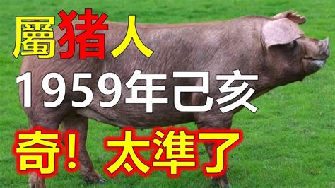 屬豬房子座向|【屬豬坐向】揭秘！屬豬最佳住房坐向，旺運又聚財！